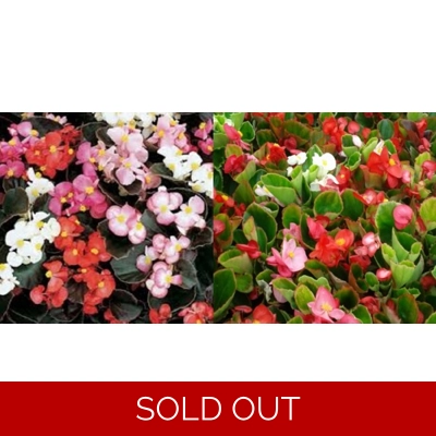 Begonia Semperflorens x 9 Plug Plants